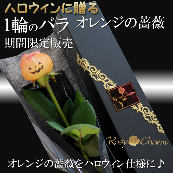 �ϥ��������£�륪��󥸤ΥХ�1�ܡ����֡�