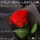 åԥ󥰡ۥץꥶ֥ɥե Хܡåꥢءۡååեб£ ֥ե