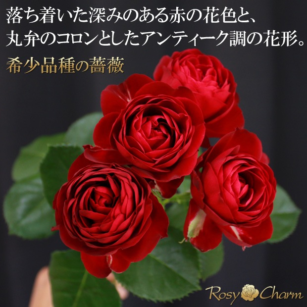 ץ졼Хβ«ôʼ ֤Хץ쥼ȡ뺧ǰץݡˤ£