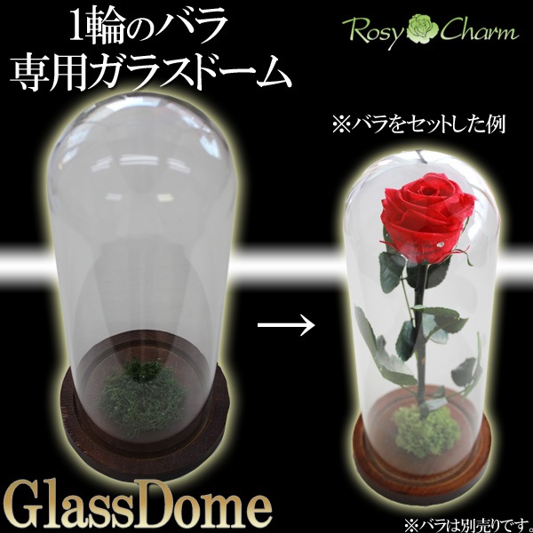 ڥ饹ɡۥǥץ쥤ѡʥץꥶ֥ɥեƥѡ