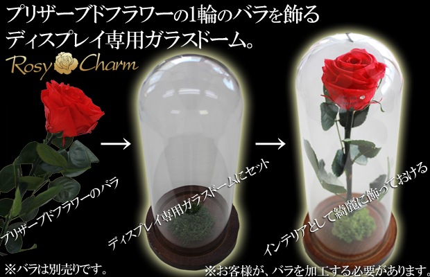 ڥ饹ɡۥǥץ쥤ѡʥץꥶ֥ɥեƥѡ