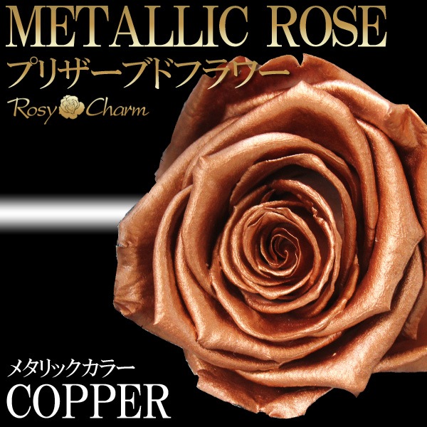 ƼΥХ ץꥶ֥ɥե  ڥåѡۡðؤ