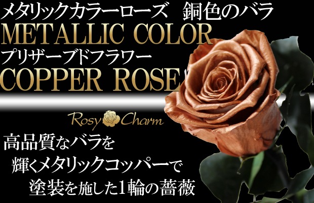 ƼΥХ ץꥶ֥ɥե  ڥåѡۡðؤ