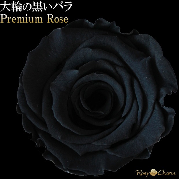 ���ؤι����Х飱�ܡåץ�ߥ�������� �ץꥶ���֥ɥե��ð��ؤ��� �֥�å���Ȣ�����