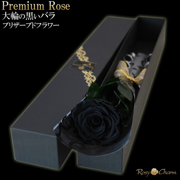 ���ؤι����Х飱�ܡåץ�ߥ�������� �ץꥶ���֥ɥե��ð��ؤ��� �֥�å���Ȣ�����