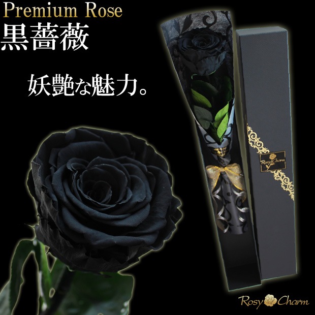 ���ؤι����Х飱�ܡåץ�ߥ�������� �ץꥶ���֥ɥե��ð��ؤ��� �֥�å���Ȣ�����