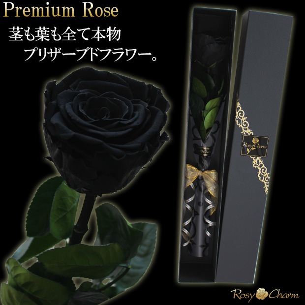 ���ؤι����Х飱�ܡåץ�ߥ�������� �ץꥶ���֥ɥե��ð��ؤ��� �֥�å���Ȣ�����