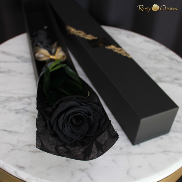 ���ؤι����Х飱�ܡåץ�ߥ�������� �ץꥶ���֥ɥե��ð��ؤ��� �֥�å���Ȣ�����