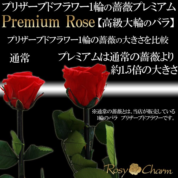 ���ؤι����Х飱�ܡåץ�ߥ�������� �ץꥶ���֥ɥե��ð��ؤ��� �֥�å���Ȣ�����