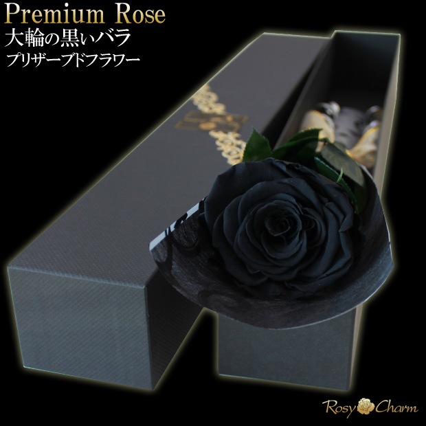 ���ؤι����Х飱�ܡåץ�ߥ�������� �ץꥶ���֥ɥե��ð��ؤ��� �֥�å���Ȣ�����