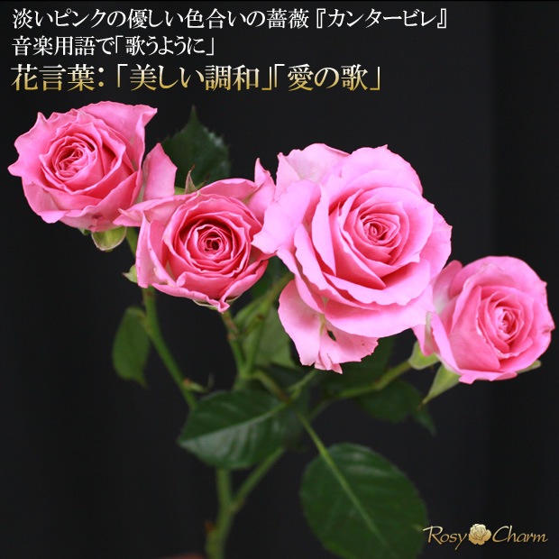 ���ץ졼�Х�β�«�ä��Τޤ޾���륹����ǥ��󥰥֡����åԥ󥯤��鯡��������ץ쥼��ȡ��뺧��ǰ�������ء�´�Ƚˤ���£���