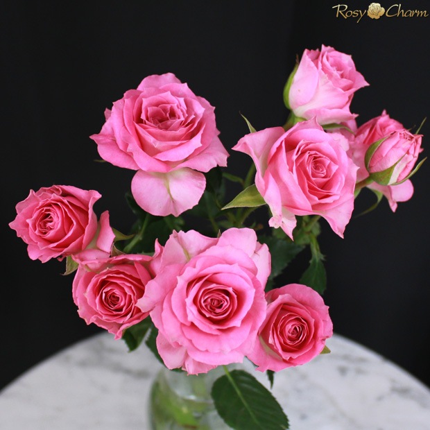 ���ץ졼�Х�β�«�ä��Τޤ޾���륹����ǥ��󥰥֡����åԥ󥯤��鯡��������ץ쥼��ȡ��뺧��ǰ�������ء�´�Ƚˤ���£���