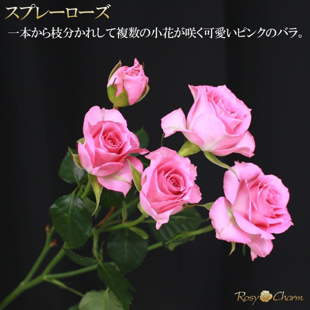 ���ץ졼�Х�β�«�ä��Τޤ޾���륹����ǥ��󥰥֡����åԥ󥯤��鯡��������ץ쥼��ȡ��뺧��ǰ�������ء�´�Ƚˤ���£���