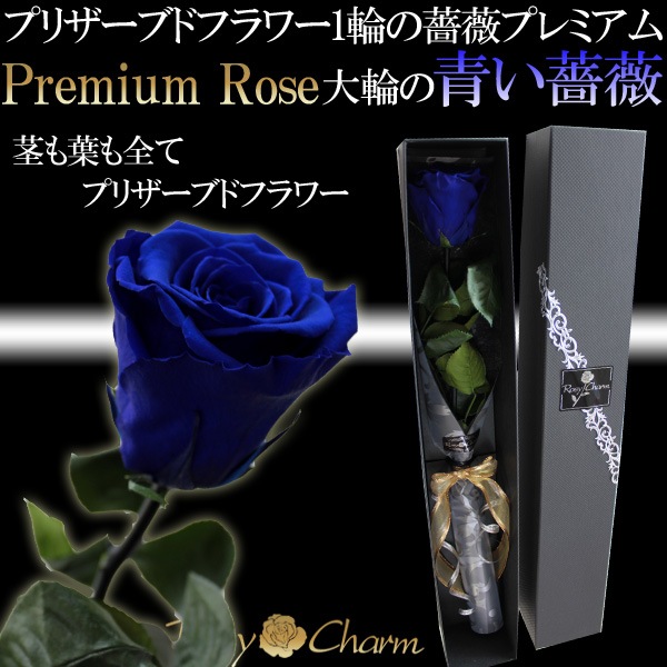 Ĥ鯡ץߥ1ܥץꥶ֥ɥեؤΥХءڥեȢ