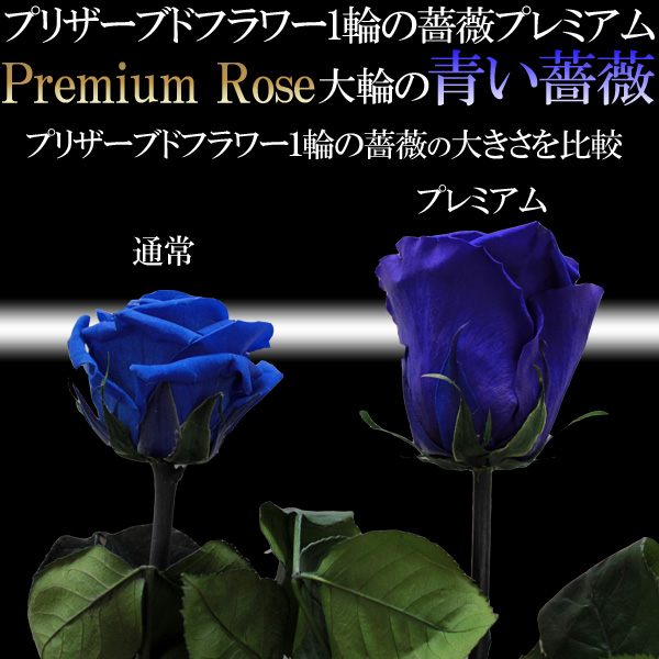 Ĥ鯡ץߥ1ܥץꥶ֥ɥեؤΥХءڥեȢ