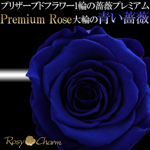 Ĥ鯡ץߥ1ܥץꥶ֥ɥեؤΥХءڥեȢ