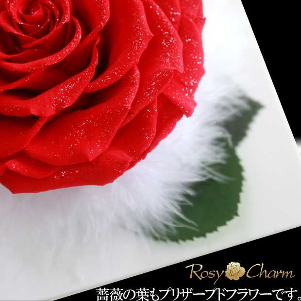 �ե��ȥե졼�� ��������ɥ����� �ץꥶ���֥ɥե��ڼ̿�Ω�ơ��֤��Х�