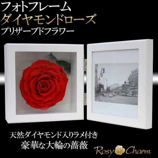 �ե��ȥե졼�� ��������ɥ����� �ץꥶ���֥ɥե��ڼ̿�Ω�ơ��֤��Х�