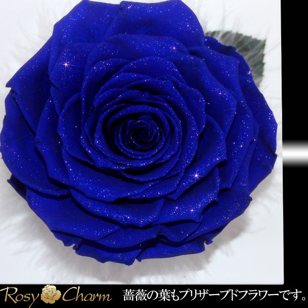  Ĥ鯡åեȥե졼 ɥ ץꥶ֥ɥեڼ̿Ωơ