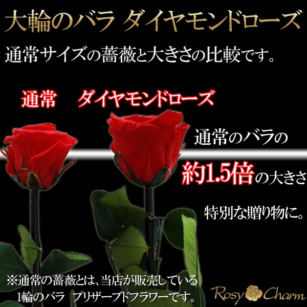 ɥ ץꥶ֥ɥե ԥ󥯤鯡1ܡðؤΥХ