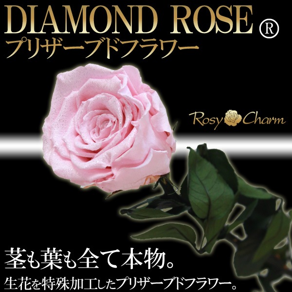 ɥ ץꥶ֥ɥե ԥ󥯤鯡1ܡðؤΥХ