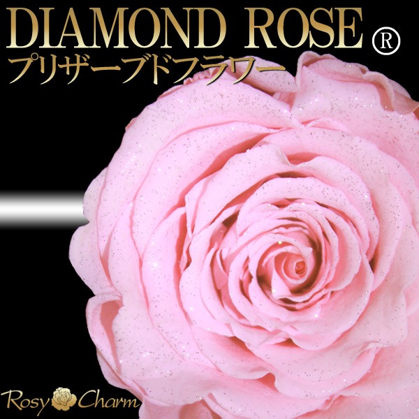 ɥ ץꥶ֥ɥե ԥ󥯤鯡1ܡðؤΥХ