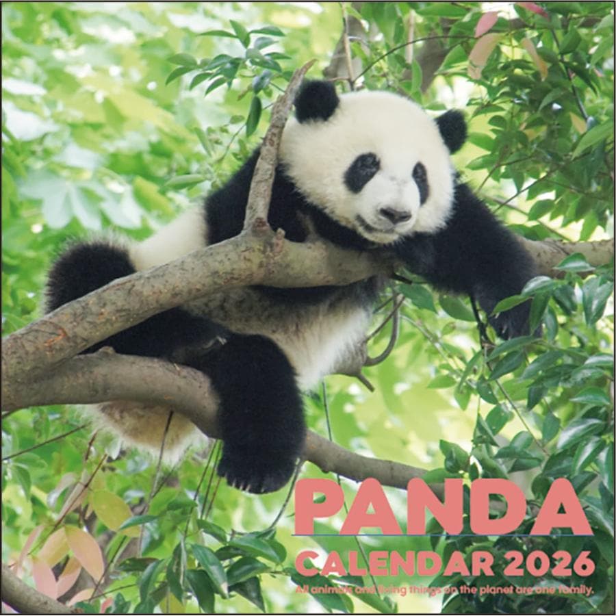 2026ǯ ɳݥѥ   (C-1668-PA) ä,ɳݤ,Ѥå,,ڳ,İ,󥷥,쥤쥤,֤ѥ,love,panda,calendar