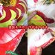 �ߥ� ���� ����� L��8�桦42cm�˻Ҷ��ѡ�����̵���ۡʲ�������2500�ߡˡå��㥤��,���å�,���,��ڳ�,��ȥ�,����,����,�����ƥ�,���ڻ�,���ե�,������,���Ƭ,��Ҥ�����
