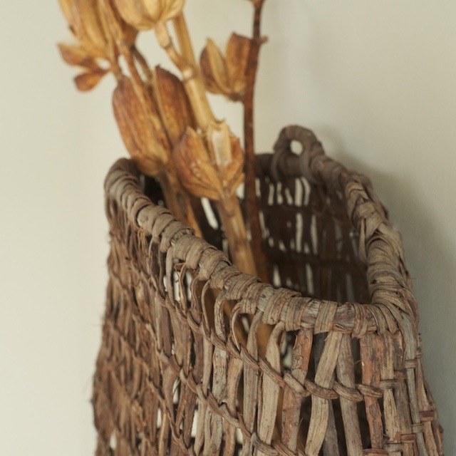 ����ƺ��