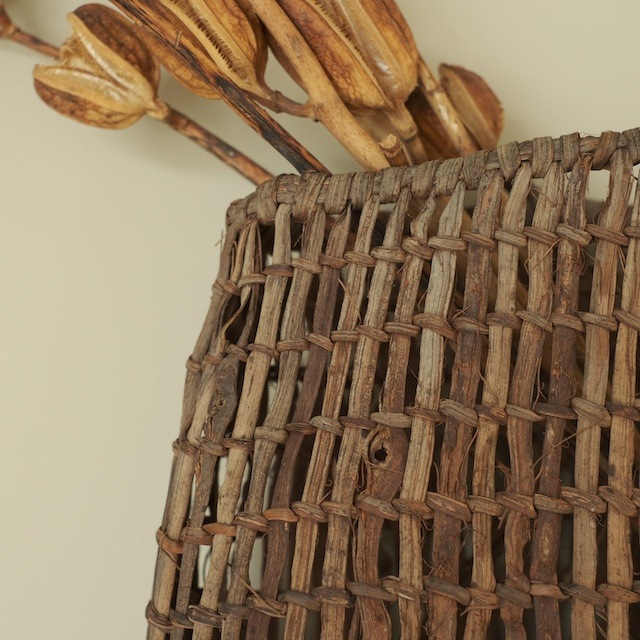 ����ƺ��