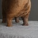 �ҤĤ����֤�ʪ
