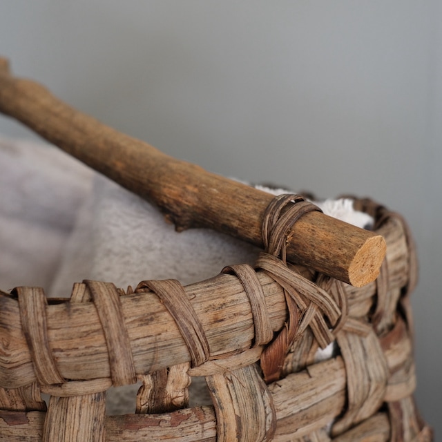 ����ƺ��