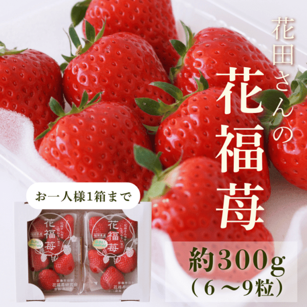 4月12日まで】花田さんちのこだわりいちご『花福苺』300g（6～9粒）×2