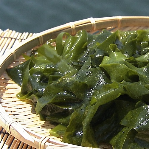 ���绺ŷ���������Ŧ�ߤ������ߤ狼�ᡡ�ߣ��ޡ���������ۡ�����7ǯ�ٻ���