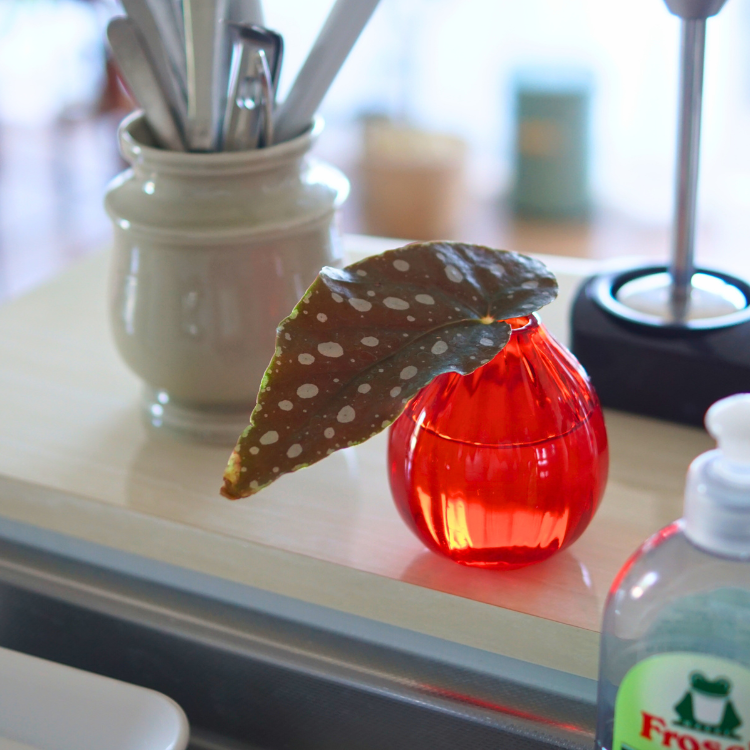 ƻαؤʤ۽ӡɤޤ31ġ֡ġС