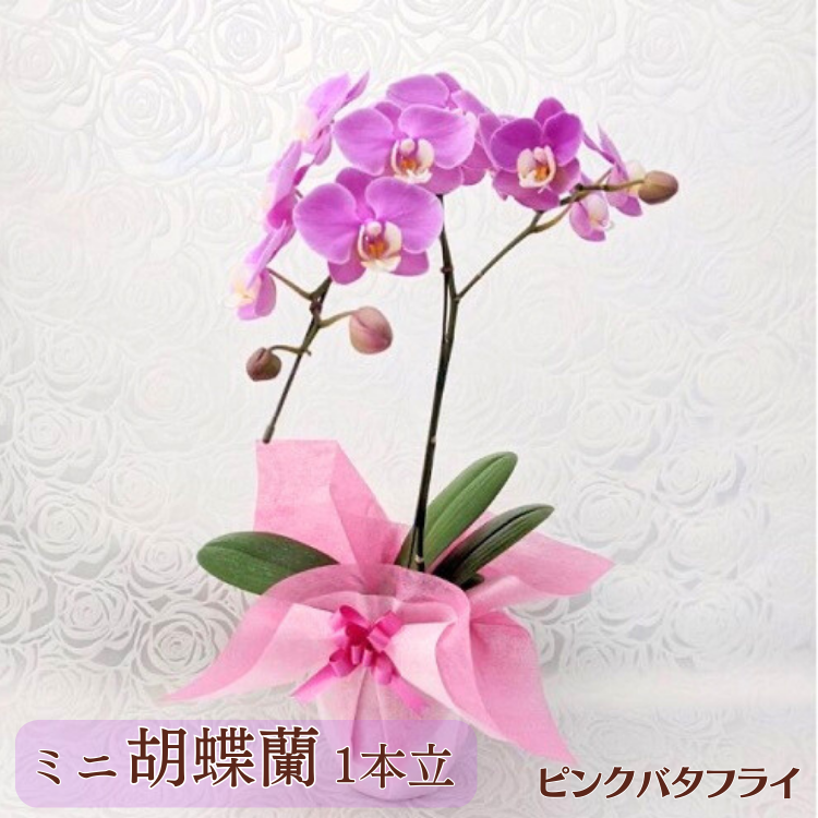 蘭花房 ミニ胡蝶蘭『ピンクバタフライ』 1本立て | 農産物,花