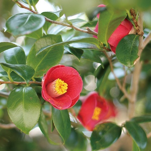 ���������������� 150���2�ܥ��åȡڿ��ѡ�