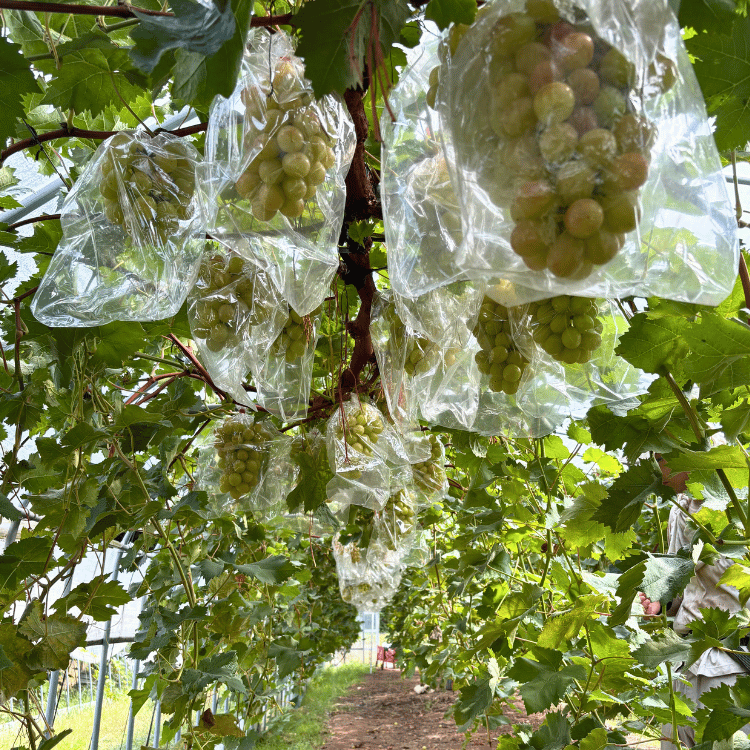 ںʬλޤ۽¼Υȥԡ (1˼) 800gkg