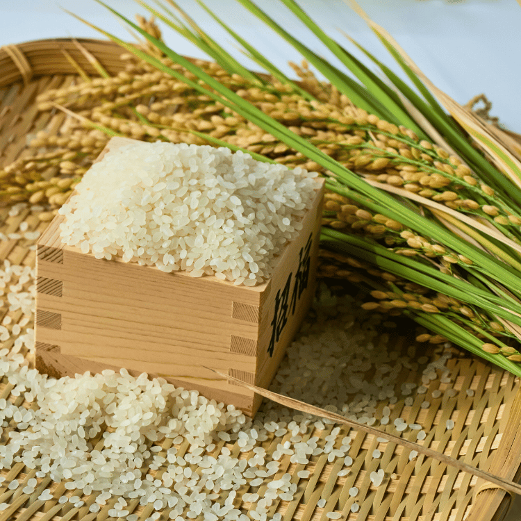 ������7ǯ�ٻ��������դ뤵��¼ �Τʤ���λ��Ĥ��� ̴�Ĥ��� 5kg��10kg��20kg�ڽ�������