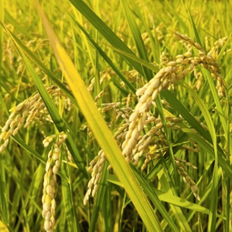 ������7ǯ�ٻ��������դ뤵��¼ �Τʤ���λ��Ĥ��� ̴�Ĥ��� 5kg��10kg��20kg�ڽ�������