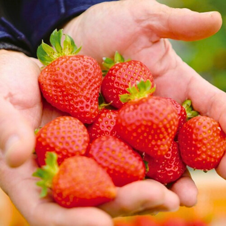 �����ܡ����������ޤ���������14γ����280g�ˡ�2�ѥå� (��������ͺ)������¢��