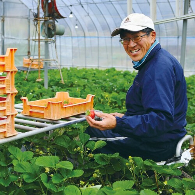 �����ܡ����������ޤ���������14γ����280g�ˡ�2�ѥå� (��������ͺ)������¢��