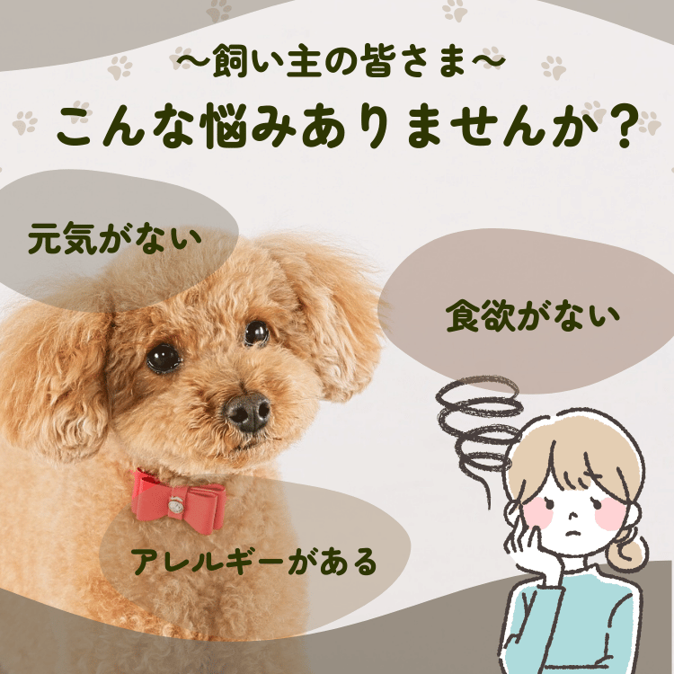 �ڤ���ѡ�����100%�������ѥɥå��ա��ɣ���ʥ��㡼�������ޡ��դ꤫�����Ϲ����㡼������