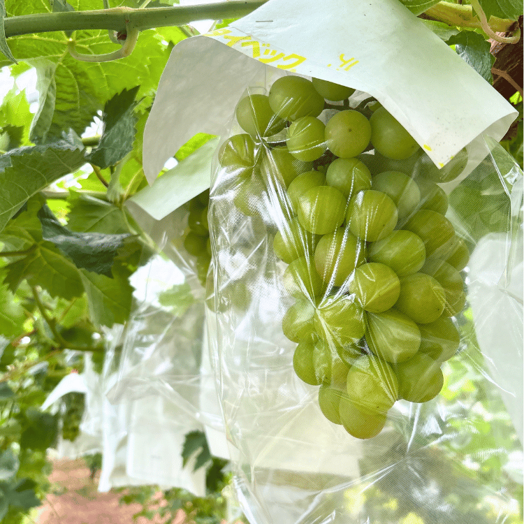 ںʬλޤ¼Τޡ㥤ޥå (1˼) 800gkg