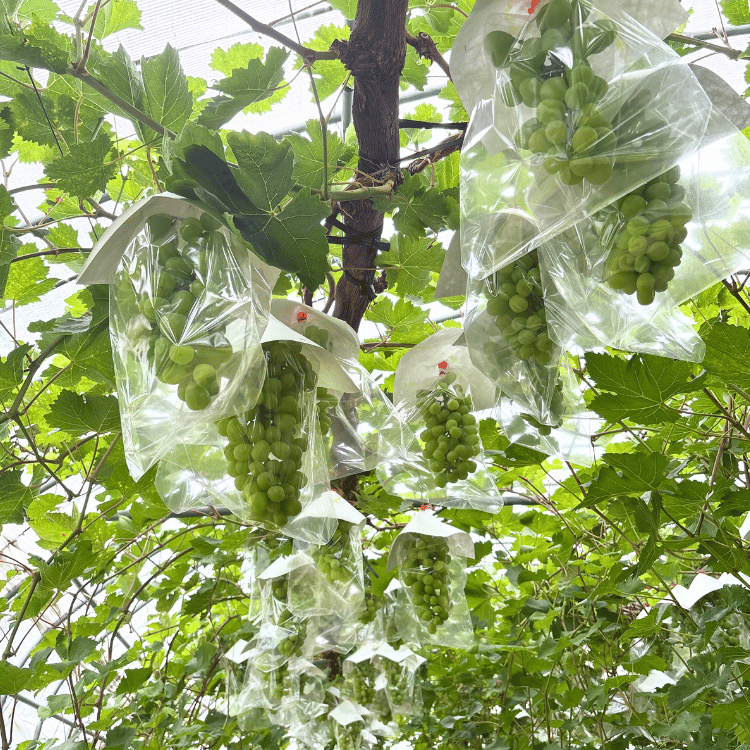 ںʬλޤ¼Τޡ㥤ޥå (1˼) 800gkg