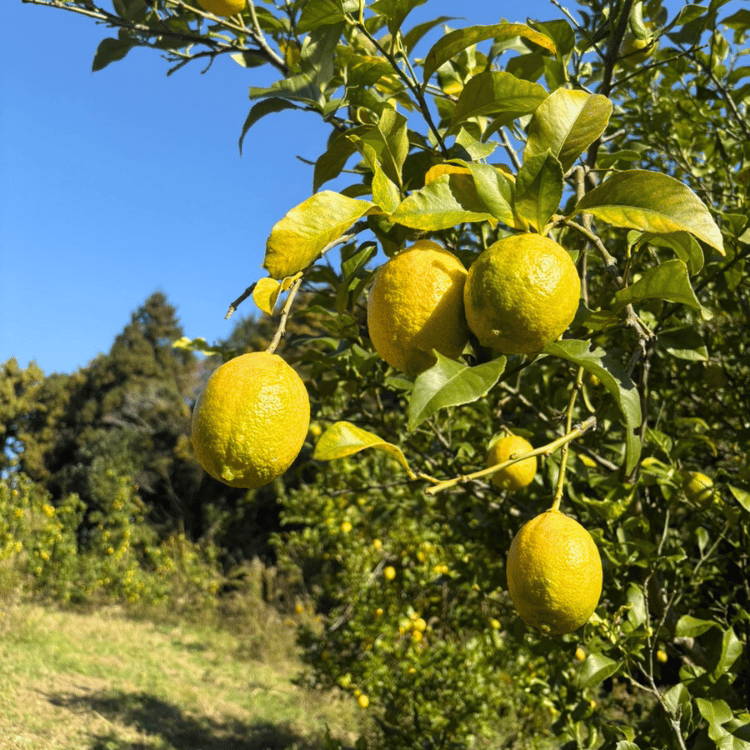 �������ڽ����Ի���ʡ�β����� ����ʹ񻺡�1kg��2kg��3kg 