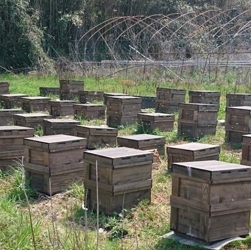 ��ƣ��˪�ࡡ�Ϥ��ߤġʤ�󤲡�