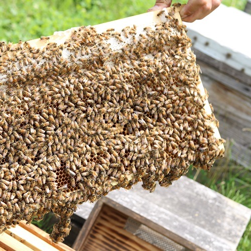 ��ƣ��˪�ࡡ�Ϥ��ߤġʤ�󤲡�