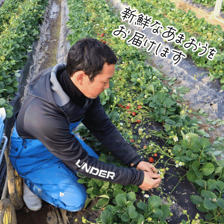 ���ե�����ν��������ޤ��� ̣�襤�Ż롦���äפ���300g��6��15γ�ˡ�2�ѥå���4�ѥå�