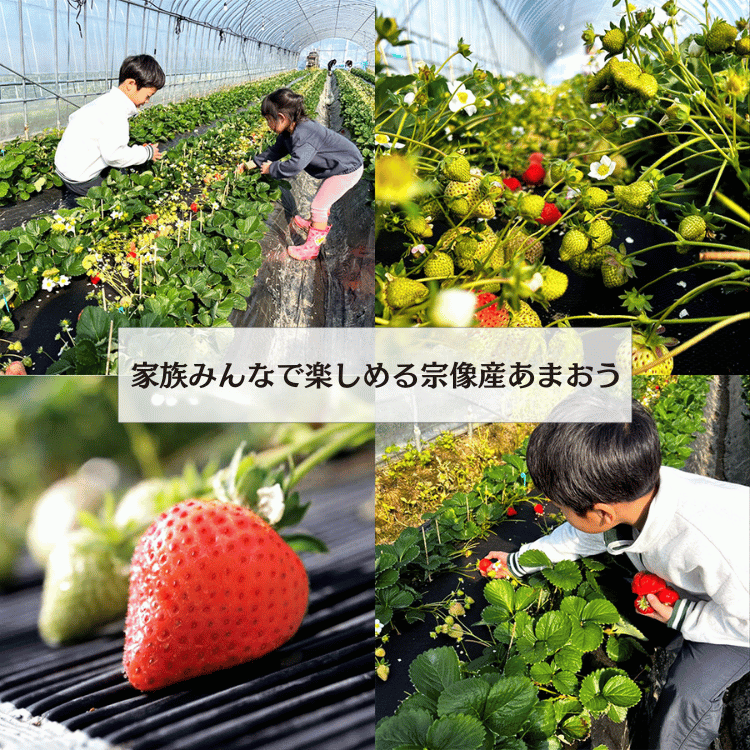 ���ե�����ν��������ޤ��� ̣�襤�Ż롦���äפ���300g��6��15γ�ˡ�2�ѥå���4�ѥå�